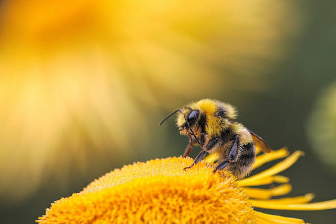 Macro